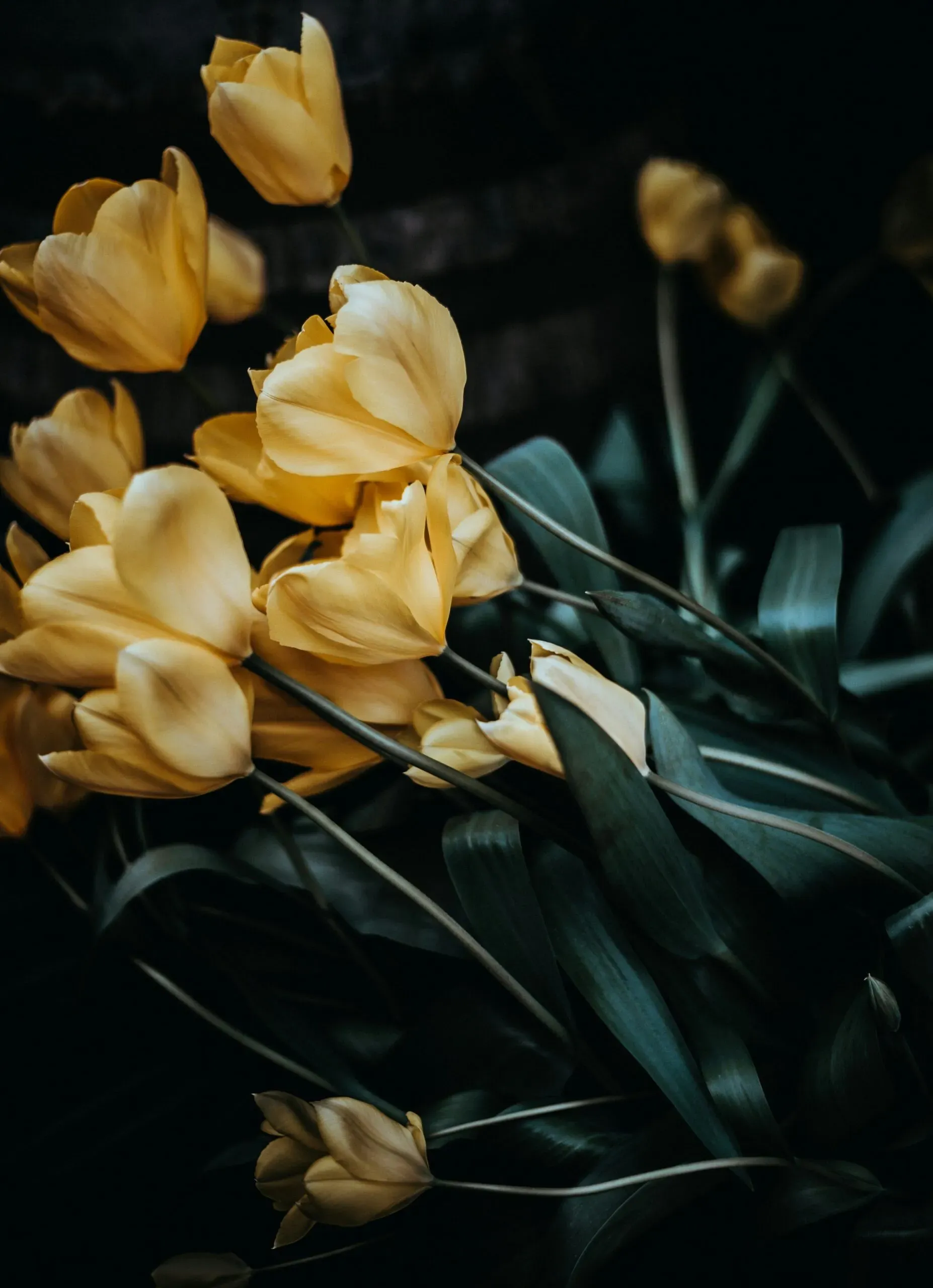 Bouquet de tulipes jaunes élégantes sur fond sombre.